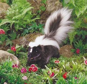 Skunk Puppet - Image 2